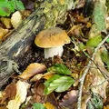 Boletus edulis, nota de perfume