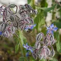 Borage, nota de perfume