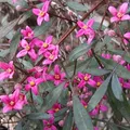 Boronia, nota de perfume