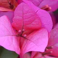 Bougainvillea, nota de perfume