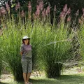 Bourbon Vetiver, nota de perfume