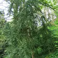 boxwood, nota de perfume