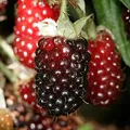 Boysenberry, nota de perfume