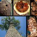 Brazil nut, nota de perfume