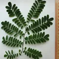 brazilian rosewood, nota de perfume