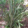 bromelia, nota de perfume