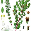 buchu or agathosma, nota de perfume