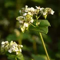 Buckwheat als Duftnote