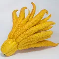 Buddha's hand, nota de perfume