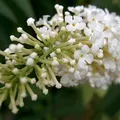 buddleia, nota de perfume