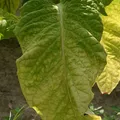 Bulgarian Light Tobacco, nota de perfume