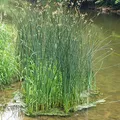 Bulrush, nota de perfume