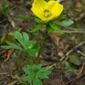 Buttercup perfume note