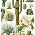 Cactus, nota de perfume
