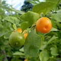 Calamansi, nota de perfume
