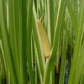 Calamus, nota de perfume