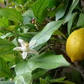 Californian Lemon, nota de perfume