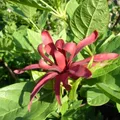 Calycanthus, nota de perfume
