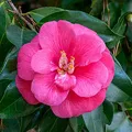Camelia, nota de perfume