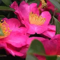 Camellia, nota de perfume