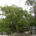 Camphor, nota de perfume