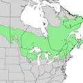 canadian balsam, nota de perfume