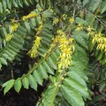 Cananga, nota de perfume