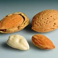 Candied Almond, nota de perfume