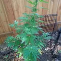 cannabis, nota de perfume