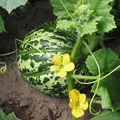 Cantaloupe perfume note