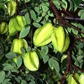 Carambola (Star Fruit), nota de perfume