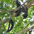 carob tree perfume note