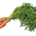 Carrot, nota de perfume