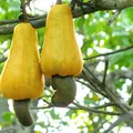 Cashew perfume note