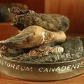 Castoreum, nota de perfume