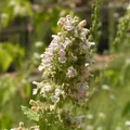 Catnip, nota de perfume