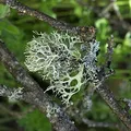cedarmoss, nota de perfume