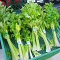 celery, nota de perfume
