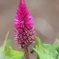 Celosia als Duftnote