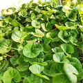 Centella Asiatica, nota de perfume
