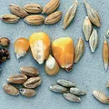 Cereals, nota de perfume