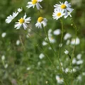 chamomile, nota de perfume