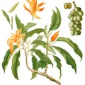 Champaca, nota de perfume