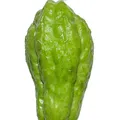 Chayote, nota de perfume