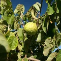 Cherimoya, nota de perfume