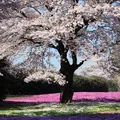 Cherry Blossom, nota de perfume
