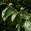 Chestnut, nota de perfume