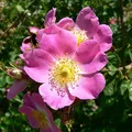 China Rose, nota de perfume