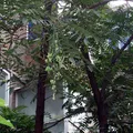 chinese cedar, nota de perfume