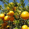 Chinotto, nota de perfume